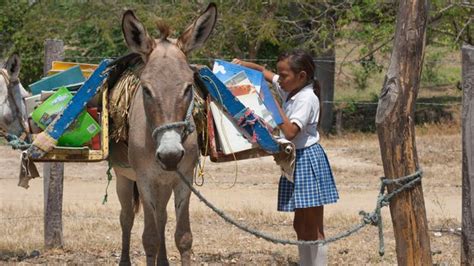 Biblioburro The Amazing Donkey Libraries Of Colombia Bbc Culture