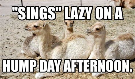 So what are camel humps filled with? Pin on Hump day camels.