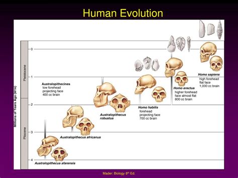 Ppt Human Evolution Powerpoint Presentation Free Download Id6580237