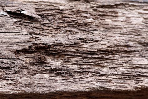 Free Photo Wood Texture Tree Wooden Free Download Jooinn
