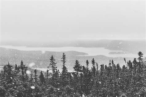 Grayscale Photography Of Forest Covered With Fogs · Free Stock Photo