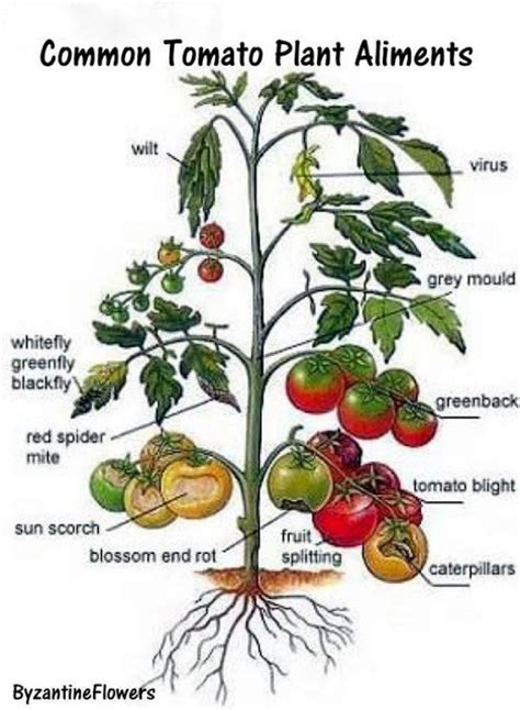 Vegans Living Off The Land Common Tomato Plant Ailments