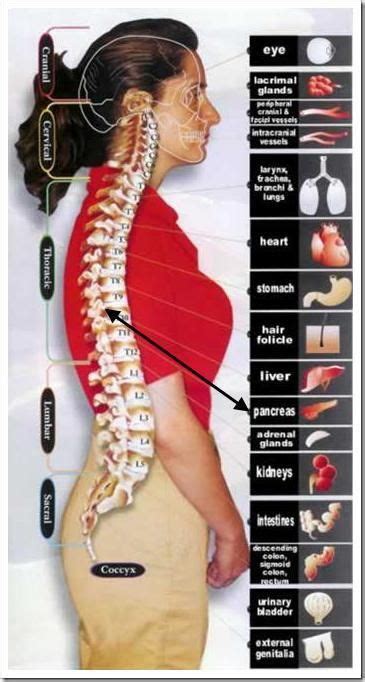 Lower back pain can be caused by problems with the internal organs. 1000+ images about acupuncture on Pinterest | Reiki ...