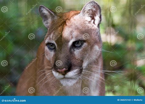 Cougar Close Up Stock Photo Image Of Forest Danger 36025142