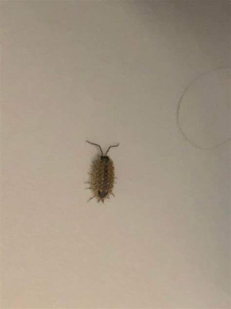 Help What Is This Keep Finding Beetles In My Home Where Are They