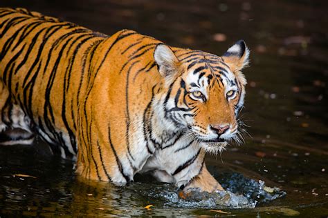 Every project is different, and no two tiger applications (or their respective bcas) are alike. India - Tigers & Colors 2020 | Wild Focus Expeditions