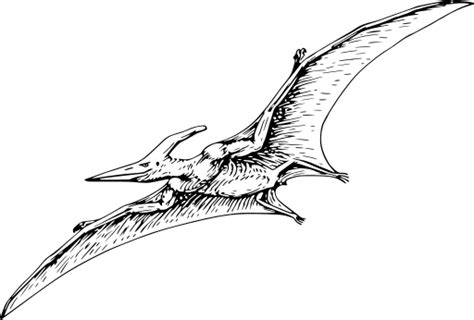 Svg Dinosaur Pterodactyl Flying Free Svg Image And Icon Svg Silh