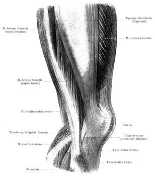 These muscles run from the lower spine. Knee Muscles