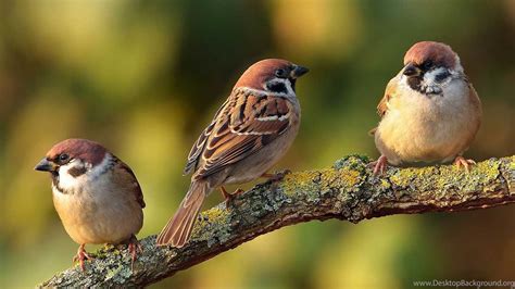 Beautiful Sparrow Bird Wallpapers Free Full Hd