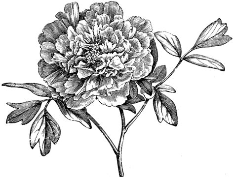 Flowering Branch Of Mountain Peony Clipart Etc