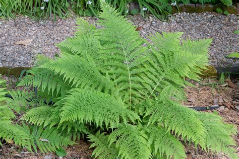 Lady Ferns Plant Care And Growing Guide