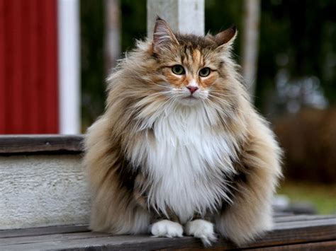 29 Most Expensive Cat Breeds In The World Always Pets