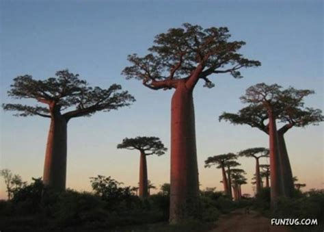 Most Unusual Trees Ever