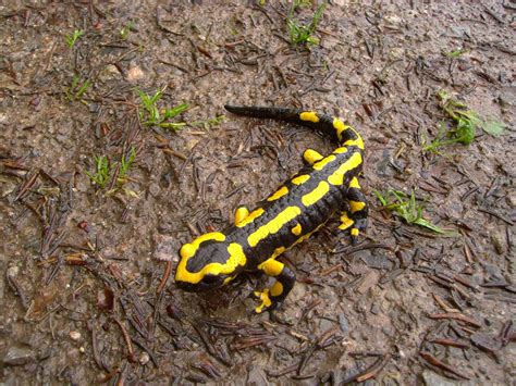 Free Images Animal Wildlife Amphibian Black Yellow Fauna