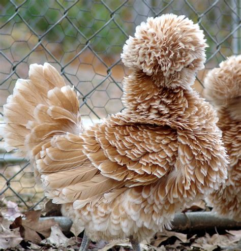 Buff Laced Frizzle Chicken Куры на даче Породы кур Домашние птицы