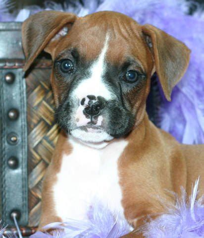 See the latest puppies for adoption on dogsblog.com. Red and white marked female Boxer Puppy FOR SALE ADOPTION ...