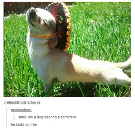 Retenditsnotstarbucks Meteorshown Smile Like A Dog Wearing A Sombrero