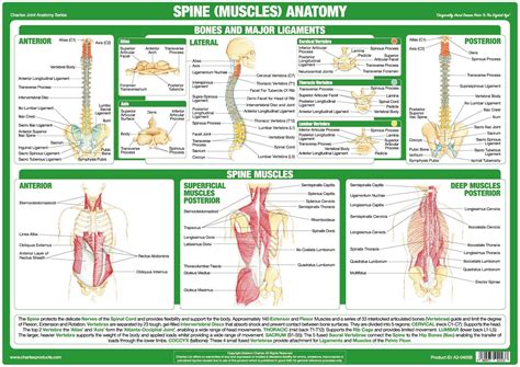 Spine And Back Muscles Anatomy Poster