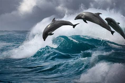 Beautiful Dolphins In Ocean Stock Photo By ©vitaliysokol 118994650