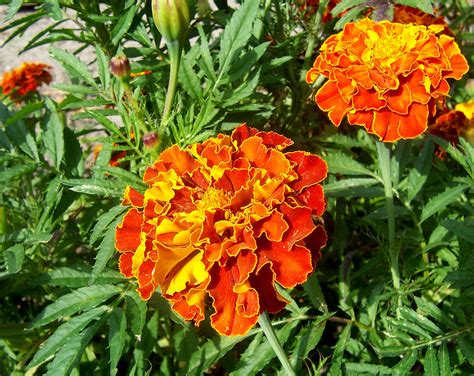 File:French marigold.jpg - Wikipedia