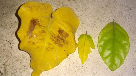 Yellowing Leaves 3 Types Remedies And Reasons Youtube