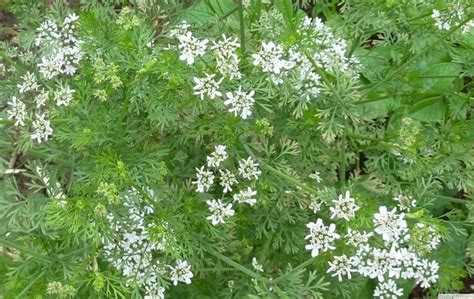 Cuminum cyminum is an annual herb that grows to be about a foot tall and is native to china, mexico, india and the mediterranean. Cumin (Cuminum cyminum) - Herb garden,medicinal plant