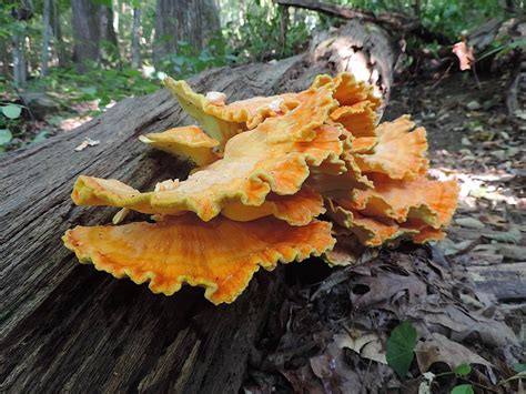 Chicken Of The Woods Mushroom Identification And Health Benefits New