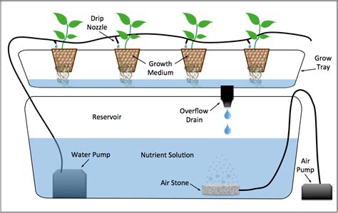 Soilless Agriculture An In Depth Overview — Agritecture Aquaponics