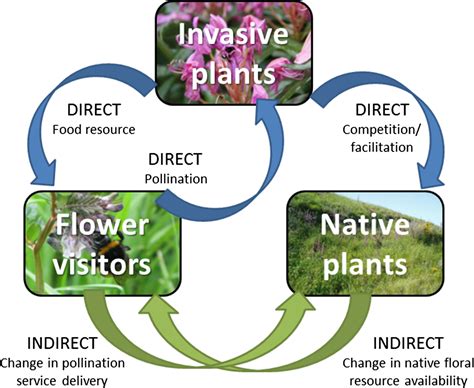 Direct Interactions Between Invasive Plants And Native Pollinators Evidence Impacts And