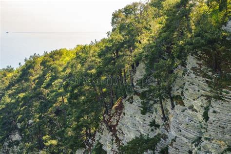 Rocky Cliff In Dense Green Forest Spring Colors In The Mountain Forest