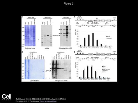 Locus Specific Proteomics By TChP Targeted Chromatin Purification Ppt Download