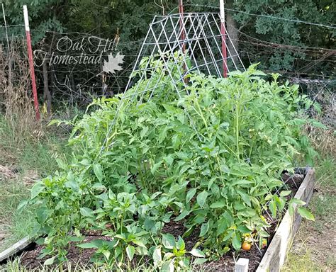 4 Ways To Trellis Tomato Plants To Maximize Your Garden Space Oak