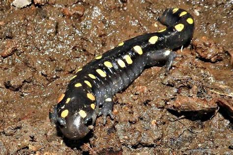 11 Types Of Salamanders In Michigan With Pictures The Critter Hideout