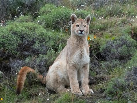 Puma Huancavelica Serfor Liberó Puma Andino Que Se Escondió Al