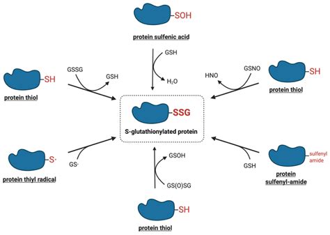 Ijms Free Full Text Redox Regulation By Protein S Glutathionylation From Molecular