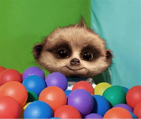 Baby Oleg Goes To Tumblepups Meerkat Baby Meerkat Cute Animals