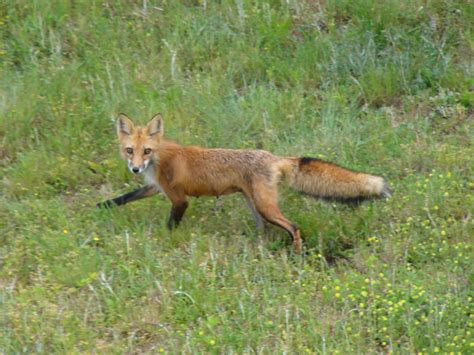 The Online Zoo Red Fox
