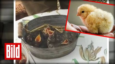 Auf diese weise kann für jedes zimmer ein passendes modell gefunden werden. Süße Vogel-Babys - Aus Nest gefallen und aufgepäppelt ...