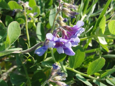 Monitoring results from previous seasons indicate exceptional water quality on cape cod, and the. beach peas | Mary Richmond's Cape Cod Art and Nature