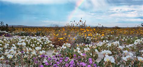Check spelling or type a new query. Wildflower Bloom