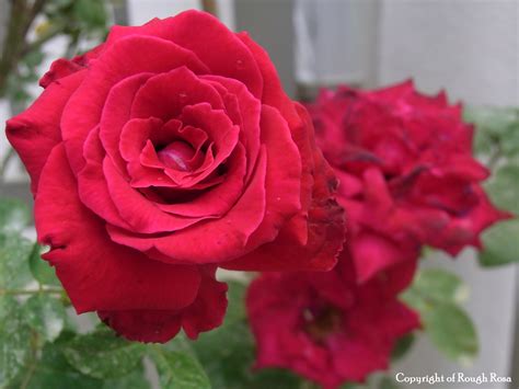 Rosa Sifu Si Pencinta Bunga Mawar Ku Tanam Pokok Bunga Bunga Mawar