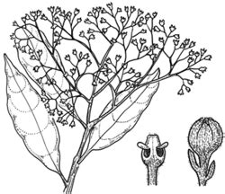 Classification of flowers based on whorl region. PlantNET - FloraOnline
