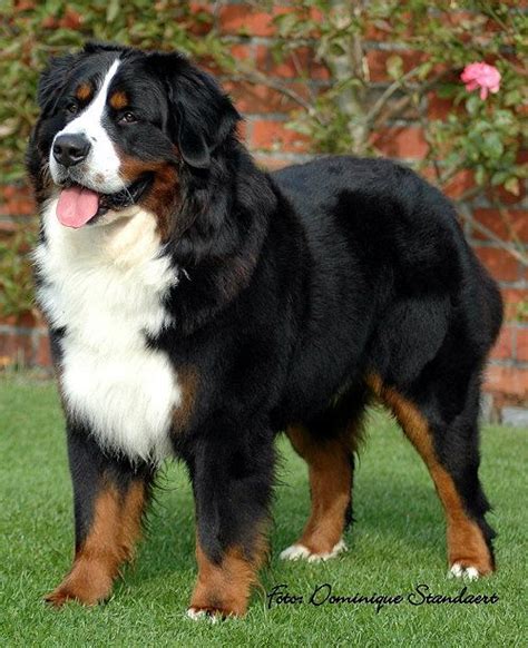 126 Best Images About Berner Sennen On Pinterest Beautiful Dogs
