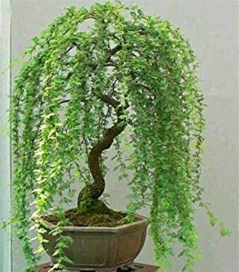10 Best 10 Miniature Weeping Willow Tree 10 Of 2022