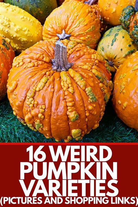 16 Weird Pumpkin Varieties Pictures And Shopping Links In 2021
