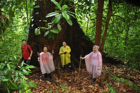 Also in the bottom left of the page several parts of wikipedia pages related to the word lipur and, of course, lipur synonyms and on the right images related to the word lipur. hikinghereandthere: Hutan Lipur Kawang Papar, Sabah Borneo