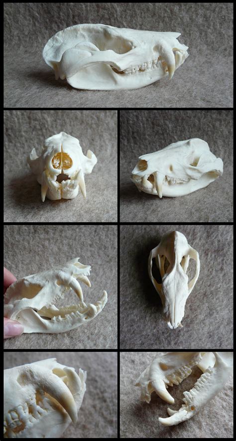 Virginia Opossum Skull By Cabinetcuriosities On Deviantart