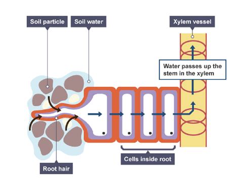 Igcse Biology 2017 254 Describe The Xylem In Transporting Water And