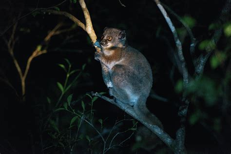 Nocturnal Red Tailed Sportive Lemur In Kirindy Park At Night Photograph