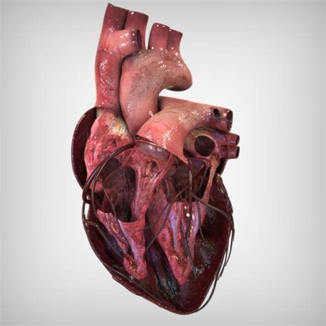 Human Heart Anatomy 3d Max